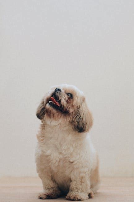 10000 Best Dog Photos · 100 Free Download · Pexels Stock Photos
