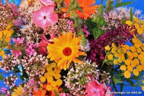 Sommerblumen sind genau die richtige wahl, wenn beete, blumenkästen und kübel bunt bepflanzt werden sollen. Sommerblumen - Euregio im Bild