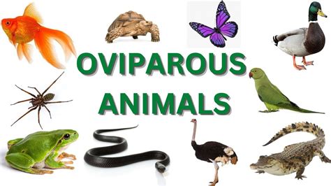 Oviparous Animalsegg Laying Animalsoviparous Youtube