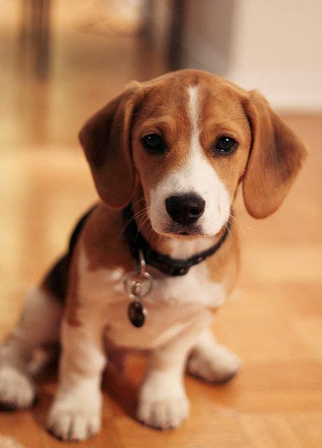 12 Realities New Beagle Owners Must Accept