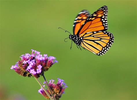 Top 10 Fun Facts About Butterflies Always Learning