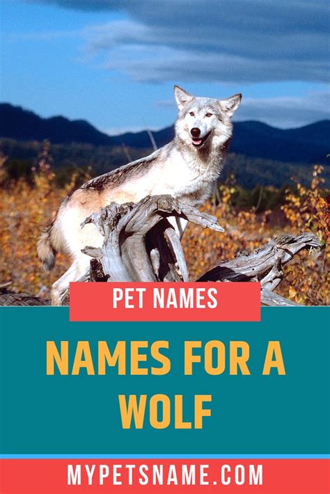 Names For A Wolf Pet Names Wolf Name Wolf Dog