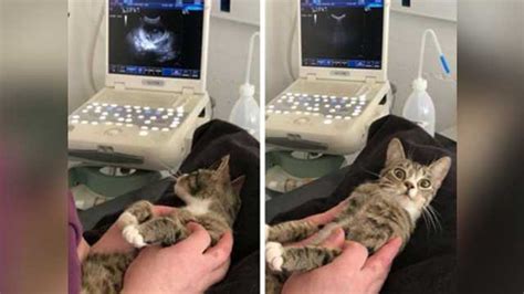 Cats Hilarious Reaction To Finding Out Shes Pregnant Goes Viral