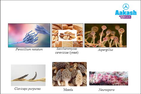 Algae And Fungi In Biology Definition Types And Importance Of Algae