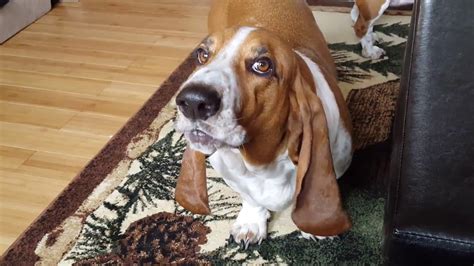 How Old Do Basset Hounds Start To Howl