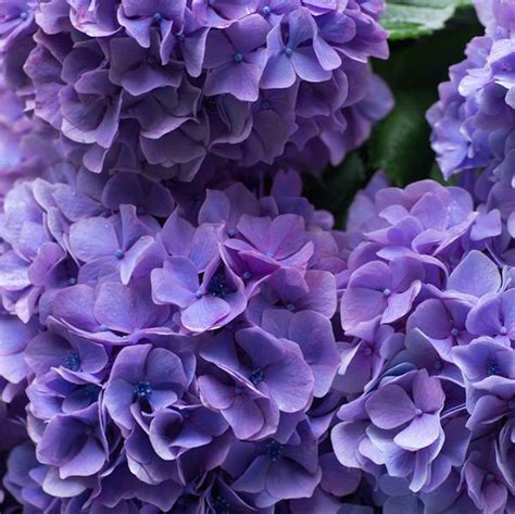 Maybe you would like to learn more about one of these? Fresh Bulk Purple Hydrangea Stems ($2.69 to $2.84 per stem ...