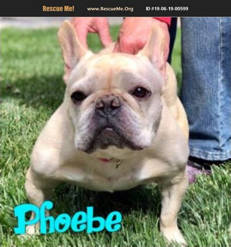 They enjoy playing and entertaining their family, as well as cuddling and snoozing with their favorite person. ADOPT 19061900599 ~ French Bulldog Rescue ~ Windsor, CO