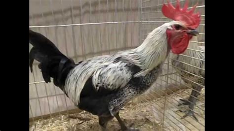 4 lijst van longcrower rassen. Langkräher Denizli, Longcrower Denizli, National Poultry Show - YouTube
