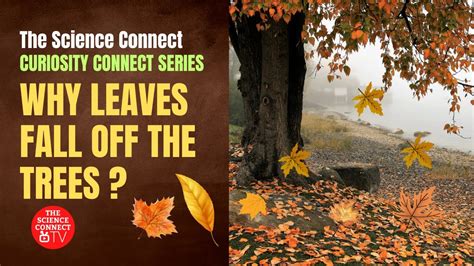 Why Leaves Fall Off Trees I Leaf Fall I Scienceconcepts Curiosity