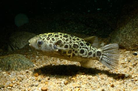 Green Spotted Puffer Care Aquarium Setup And Feeding Guide