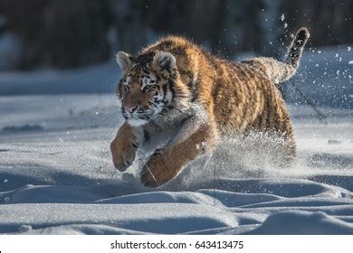 Top 125 Imagens De Tigre Siberiano Destinomexico Mx