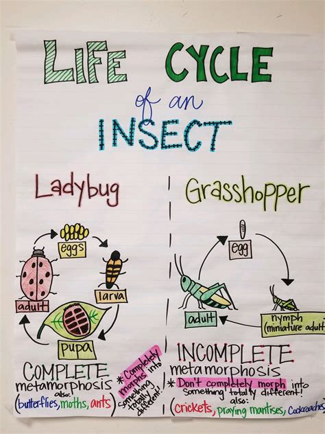 Insect Life Cycle Science Anchor Charts Insect Life