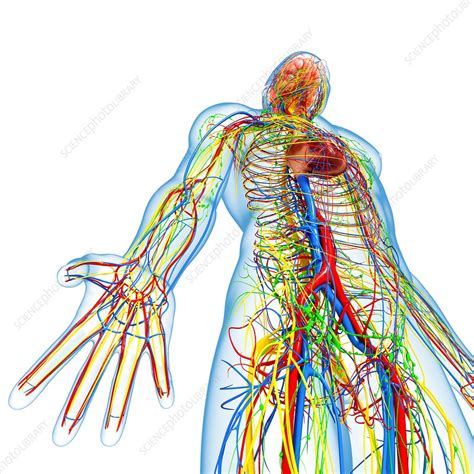 Male Anatomy Artwork Stock Image F0061243 Science Photo Library