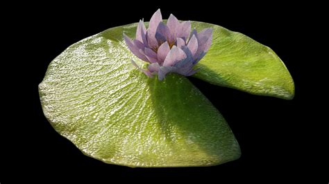 3d Lily Pad Turbosquid 1166393