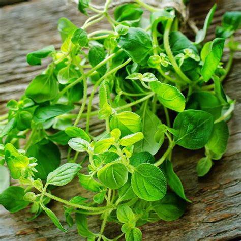With our range of healthy food and drinks, including nuts and seeds, oils and butters and honeys and spreads, you can ensure your diet is as healthy as possible. Oregano Whole - AGT Foods