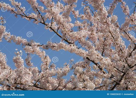 Beautiful Pale Pink Cherry Blossom Sakura Against Blue Sky Stock