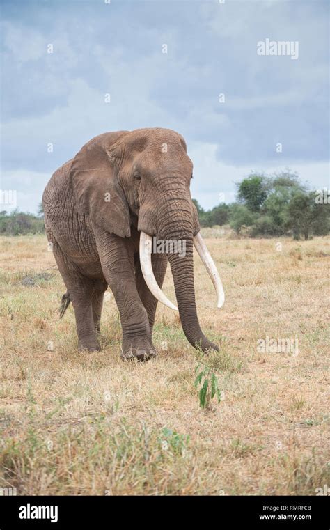 Bull Male African Elephant Loxodonta Africana Stock Photo Alamy