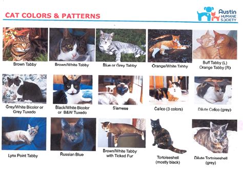 Najczęstszy materiał cat color posters to papier. Cats | Pets to Go