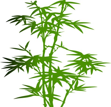 Bambu Tanaman Hijau - Gambar vektor gratis di Pixabay