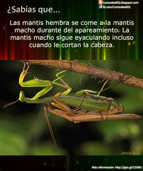¿sabías Que La Mantis Hembra Se Come Al Macho Durante El Apareamiento
