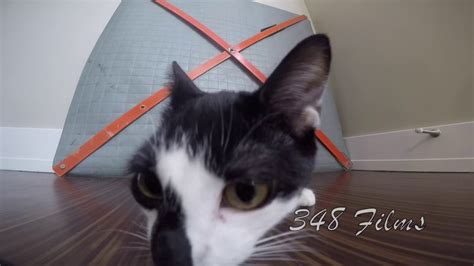 Gopro Kitty Cam Youtube