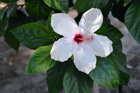 White Hibiscus Flower Stock Image Image Of Rosemallow 26193883