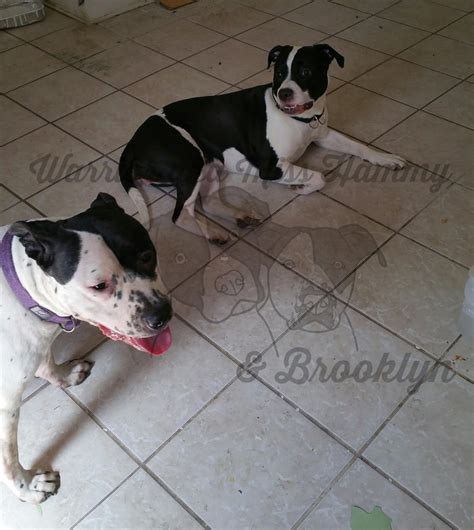 heres some obs da... - Warrior aka Miss Hammy & Brooklyn