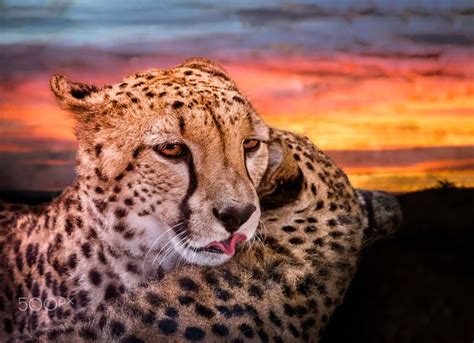 Cheetah Relaxing During A Sunset Cheetah Sunset Inspirational Pictures