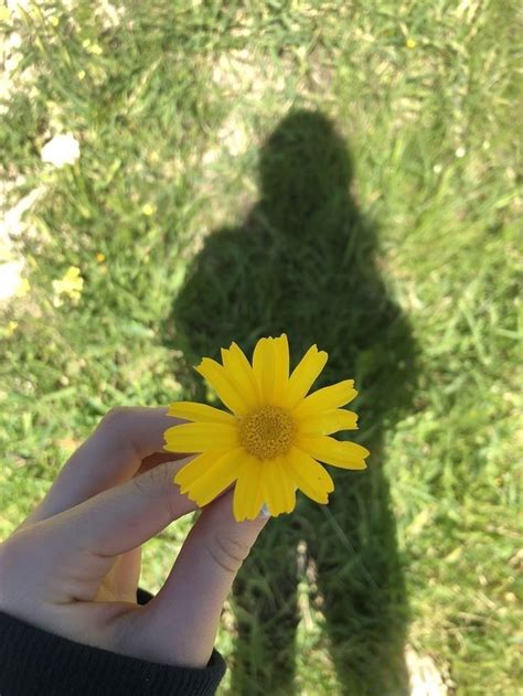 The Shadow Of A Person Holding A Yellow Flower In Front Of Their Face
