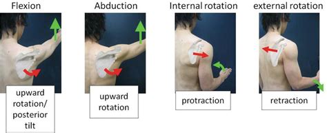 Muscles Of Scapular Movement