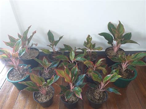 Add to wishlistadded to wishlistremoved from wishlist 1. Aglaonema Lipstick Plant/ Chinese Evergreen / Red Siam ...