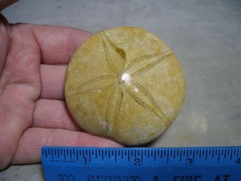 Fossil Sand Dollar 010217c The Stones And Bones Collection