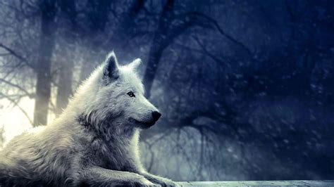 Wolf Hd Wallpapers 1080p Free Download