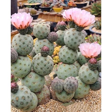 Tephrocactus Geometricus — Manning Valley Succulent Garden