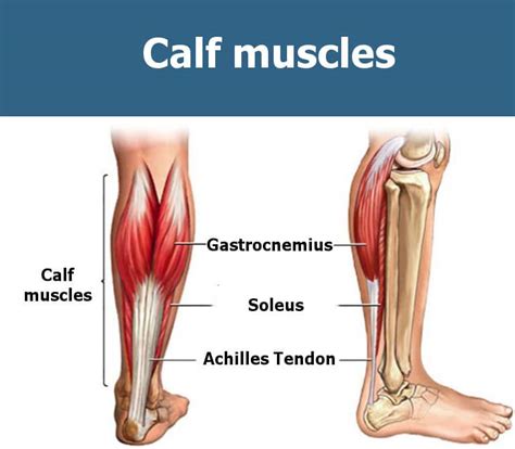 The Best Calf Workout For Mass Growing The Most Stubborn Muscle Fitprince
