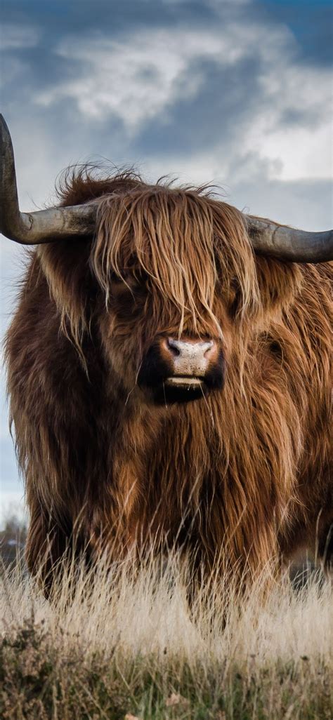 Highland Cow Wallpapers Top Free Highland Cow Backgrounds