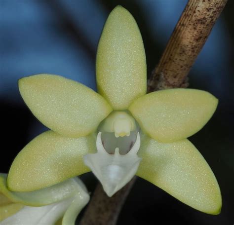 New Species Of Dendrobium Orchid Found In Indonesia