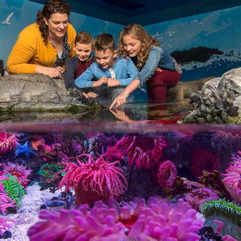 Interactive Touchpool Sea Life Michigan Aquarium