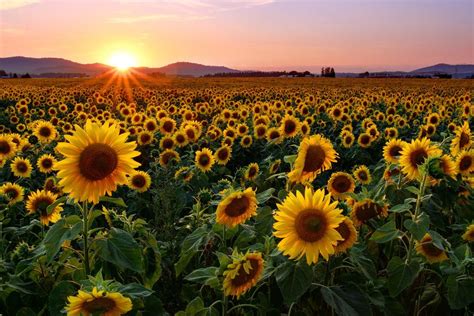 Sunflower Sunset Sunflower Sunset Sunflower Wallpaper Sunflowers