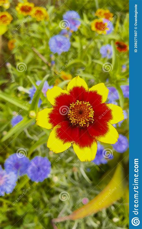 Garden Flowers With Green Foliage Stock Image Image Of Flowerbed