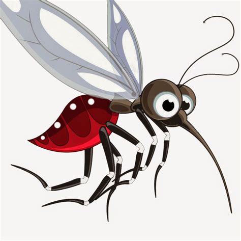 Download High Quality Mosquito Clipart Aedes Transparent Png Images