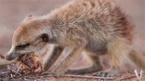 What Do Meerkats Eat Diet And Facts