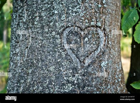A Heart Carved On Tree Hi Res Stock Photography And Images Alamy