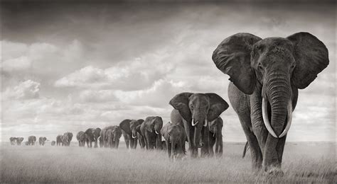 Elephant Crush: Grinding 25 Years Of Tusks To Curb ...