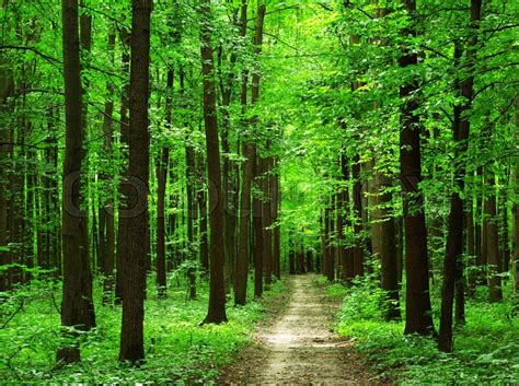 Path Is In The Green Forest Stock Image Colourbox