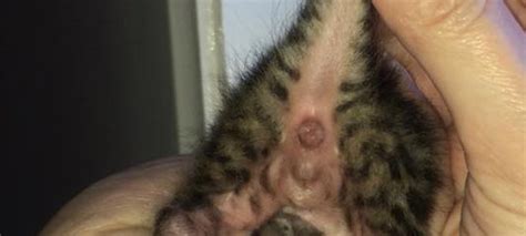 Please help me determine my kittens gender!!! | TheCatSite