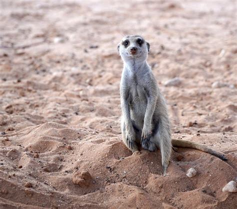 Cute Meerkat In South African Park In Kalahari Desert Stock Photo