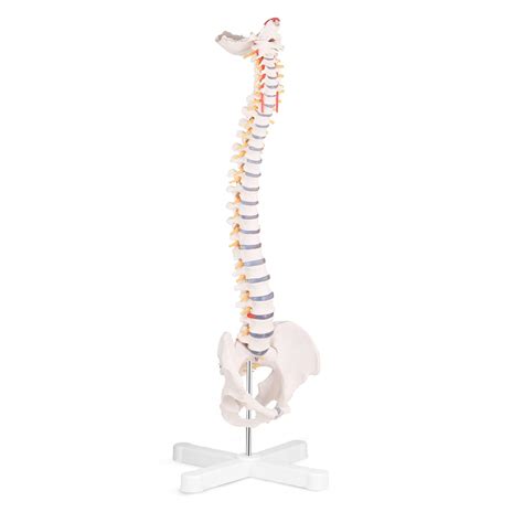 Buy Skumod Life Size Spine Model Flexible Anatomical Human Spine Model