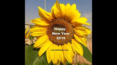 Happy New Year With Beautiful Sunflower Youtube