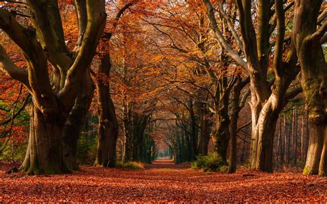 Nature Landscape Fall Leaves Trees Path Netherlands Colorful Tunnel Morning Wallpapers